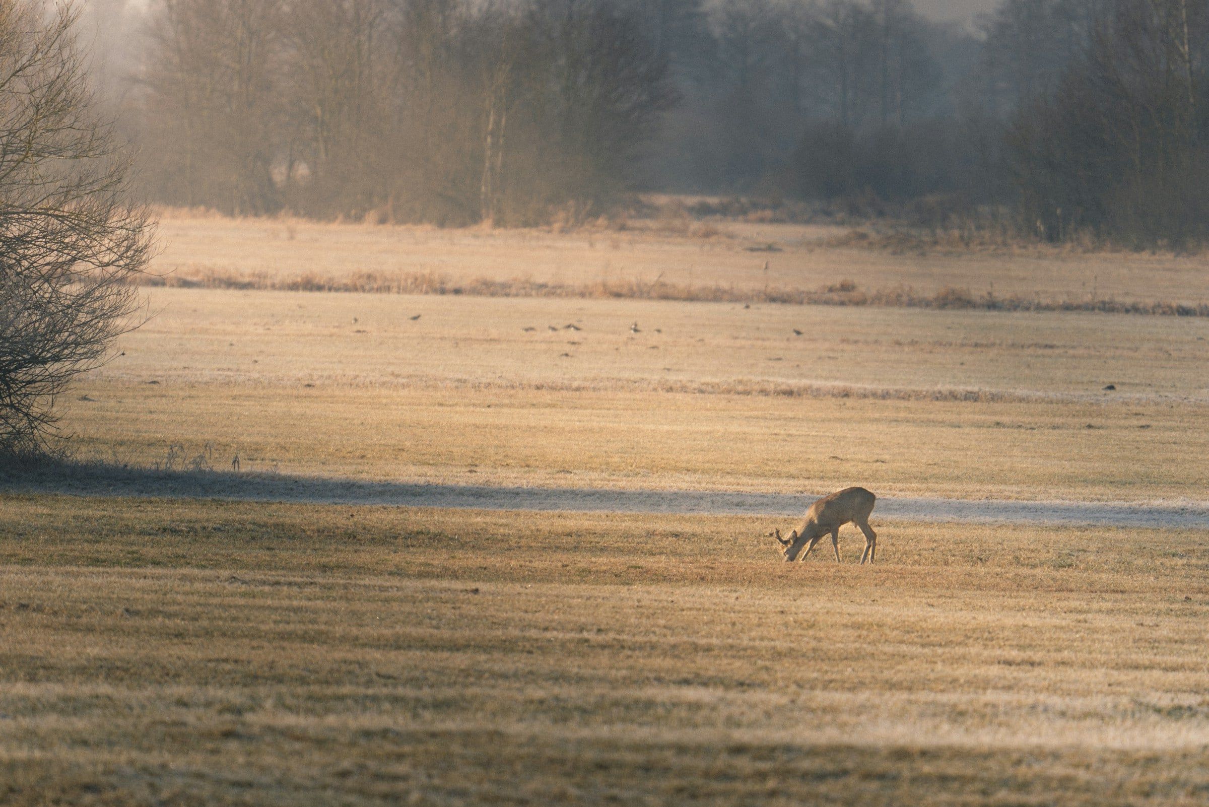 Un capriolo pascola in un campo di stoppie avvolto dalla nebbia, ai margini di un bosco di campagna con gli alberi spogli